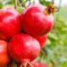 pomegranate