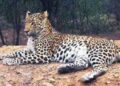 India’s wildlife treasure is well protected, and swelling