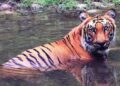 India’s wildlife treasure is well protected, and swelling