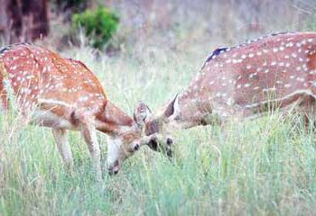 India’s wildlife treasure is well protected, and swelling