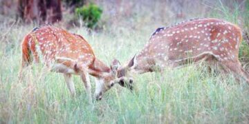 India’s wildlife treasure is well protected, and swelling
