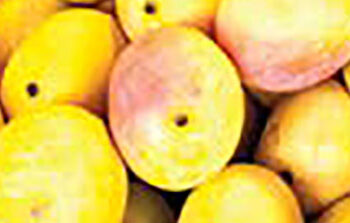 mangoes