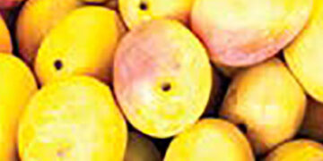 mangoes