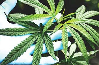 Cannabis