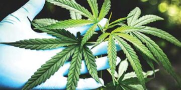 Cannabis