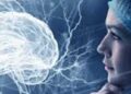brain