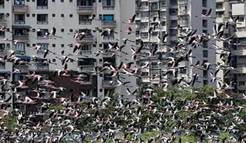 flamingos lose fight