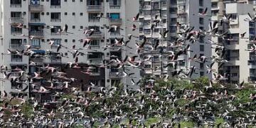 flamingos lose fight