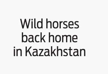 Wild horses back home in Kazakhstan