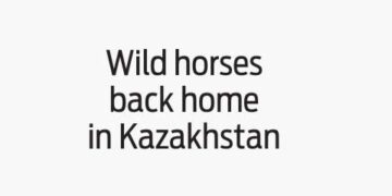 Wild horses back home in Kazakhstan