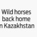 Wild horses back home in Kazakhstan