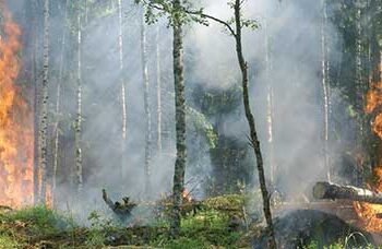 Wildfires destroy 15,000 acres