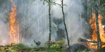 Wildfires destroy 15,000 acres