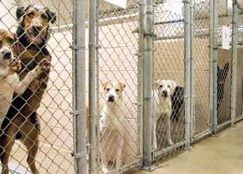 streets as summer peaks