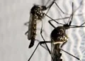 dengue