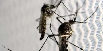 dengue