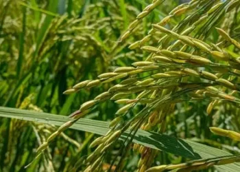 kharif crop