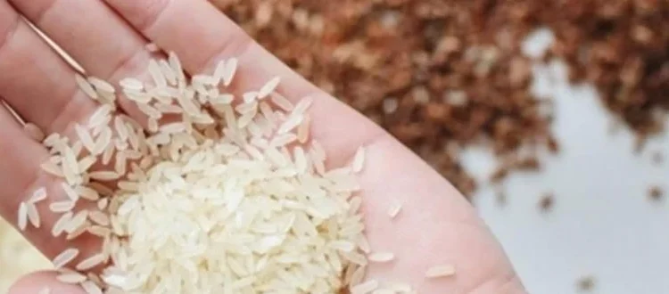 rice