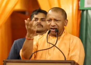 yogi