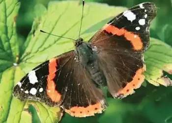 Butterfly-‘emergency’