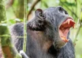Chimpanzee attack in western Uganda