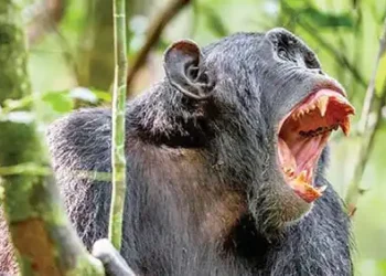Chimpanzee attack in western Uganda