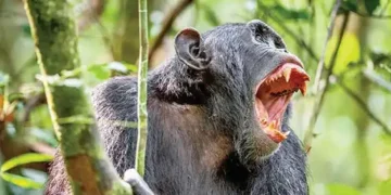 Chimpanzee attack in western Uganda