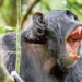 Chimpanzee attack in western Uganda