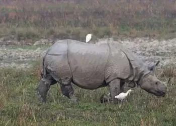 PM Modi reiterates efforts to protect rhinos