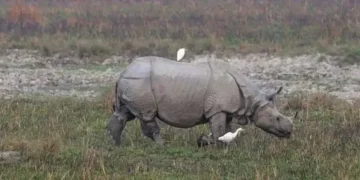 PM Modi reiterates efforts to protect rhinos