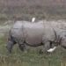 PM Modi reiterates efforts to protect rhinos