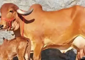 Gir cows will become 'surrogate mothers'