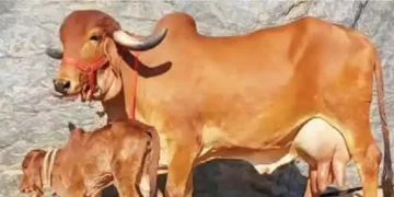 Gir cows will become 'surrogate mothers'