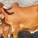 Gir cows will become 'surrogate mothers'