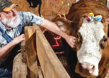 cow