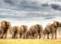 TANZANIA