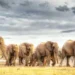 TANZANIA
