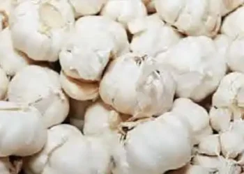 Clash over Chinese garlic in Gujarat, auction stopped in Saurashtra