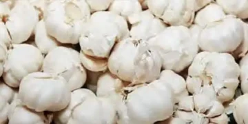 Clash over Chinese garlic in Gujarat, auction stopped in Saurashtra
