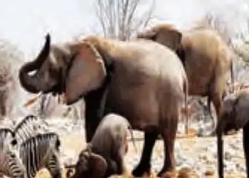 Elephants, hippos are being killed for food in Namibia
