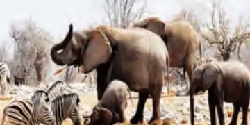 Elephants, hippos are being killed for food in Namibia