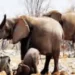 Elephants, hippos are being killed for food in Namibia