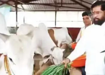 Maharashtra government gave the status of state mother to the desi cow.