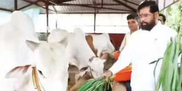 Maharashtra government gave the status of state mother to the desi cow.