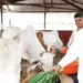 Maharashtra government gave the status of state mother to the desi cow.