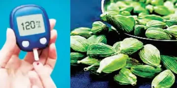 Diabetic patients should eat green cardamom daily