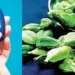 Diabetic patients should eat green cardamom daily