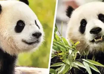 Panda diplomacy resumes