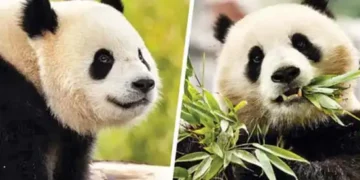 Panda diplomacy resumes