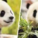 Panda diplomacy resumes